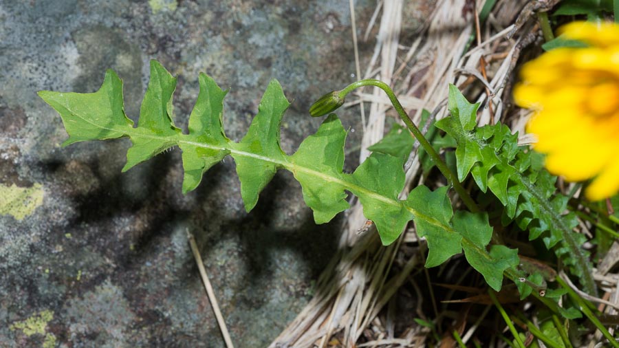 Aposeris foetida / Lattuga fetida